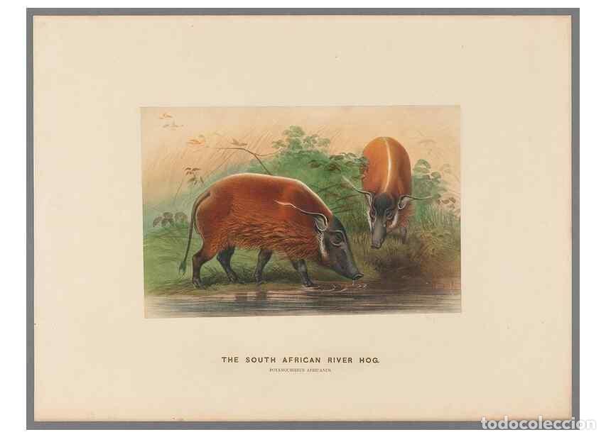 Coleccionismo de Revistas y Peri&oacute;dicos: Reproducci&oacute;n/Reproduction 49419076701: Zoological sketches /. London :Henry Graves,1861-1867.. - Wol