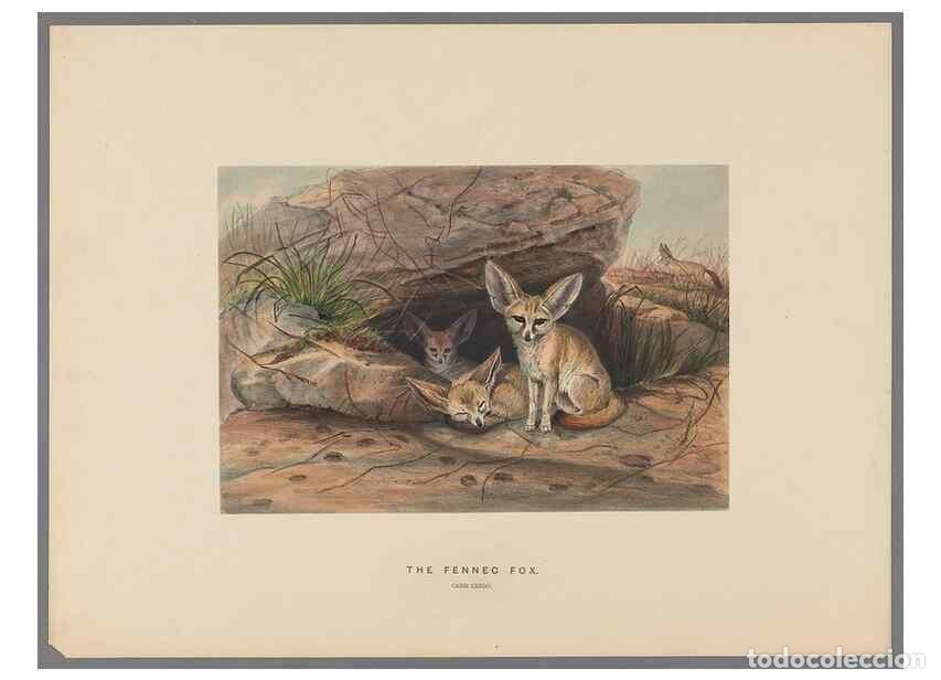 Coleccionismo de Revistas y Peri&oacute;dicos: Reproducci&oacute;n/Reproduction 49419120101: Zoological sketches /. London :Henry Graves,1861-1867.. - Wol