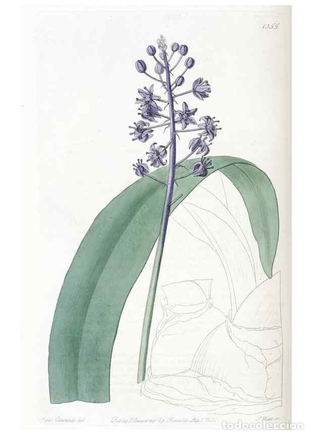 Coleccionismo de Revistas y Peri&oacute;dicos: Reproducci&oacute;n/Reproduction 49824806373: Edwards's botanical register.. London :James Ridgway,1829-184