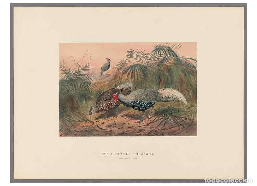 Colecionismo de Revistas e Jornais: Reproducci&oacute;n/Reproduction 49419345972: Zoological sketches /. London :Henry Graves,1861-1867.. - Wol