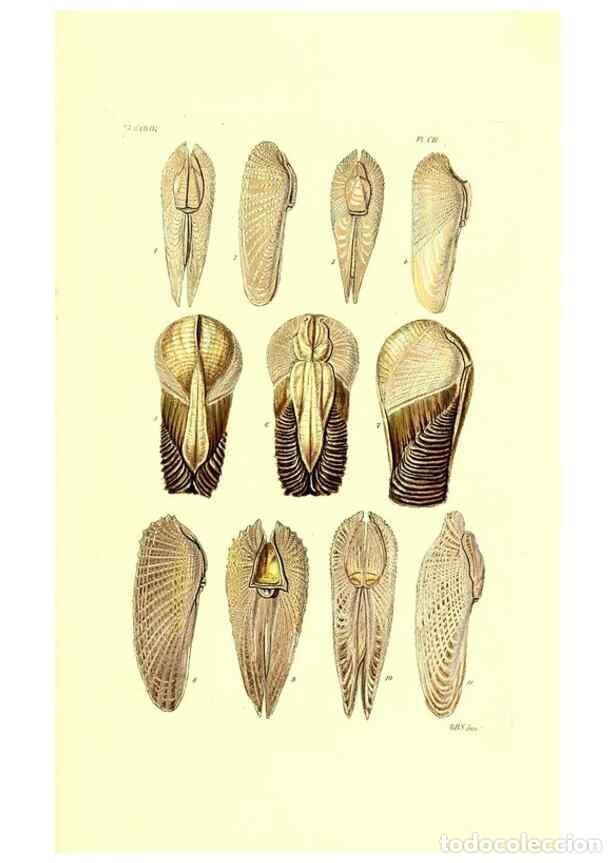Colecionismo de Revistas e Jornais: Reproducci&oacute;n/Reproduction 49491413363: Thesaurus conchyliorum, or, Monographs of genera of shells. L