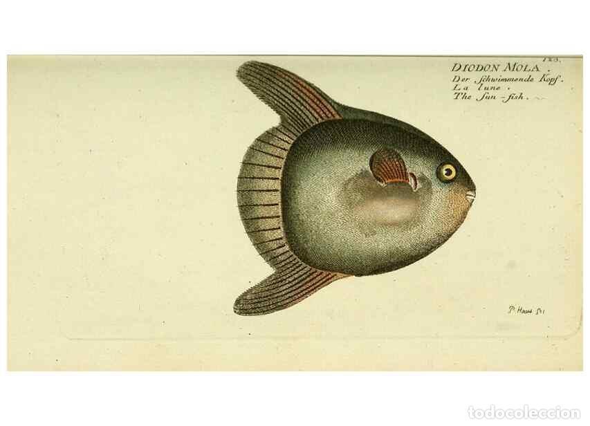 Colecionismo de Revistas e Jornais: Reproducci&oacute;n/Reproduction 49825968926: D. Marcus Elieser Bloch's, aus&uuml;benden Arztes zu Berlin ... Oe