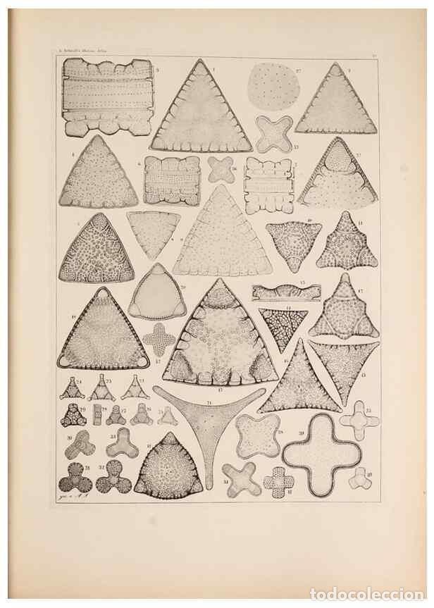 Colecionismo de Revistas e Jornais: Reproducci&oacute;n/Reproduction 49389863847: Atlas der Diatomaceen-Kunde /. Leipzig :O.R. Reisland,[1874-1
