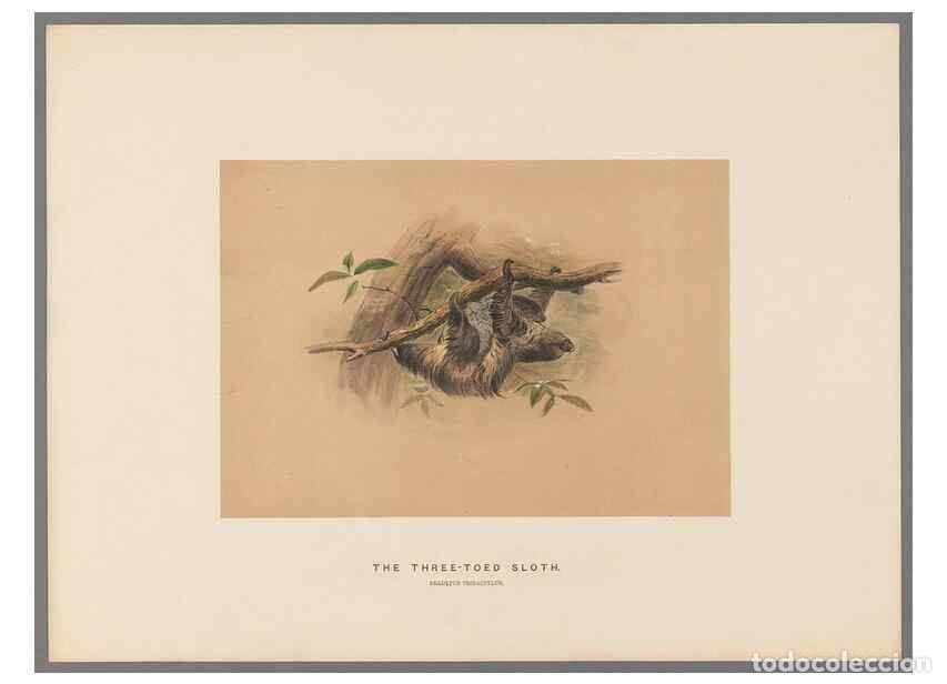 Colecionismo de Revistas e Jornais: Reproducci&oacute;n/Reproduction 49419343322: Zoological sketches /. London :Henry Graves,1861-1867.. - Wol
