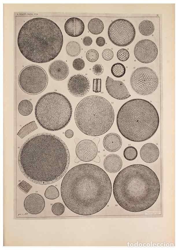 Colecionismo de Revistas e Jornais: Reproducci&oacute;n/Reproduction 49389189093: Atlas der Diatomaceen-Kunde /. Leipzig :O.R. Reisland,[1874-1