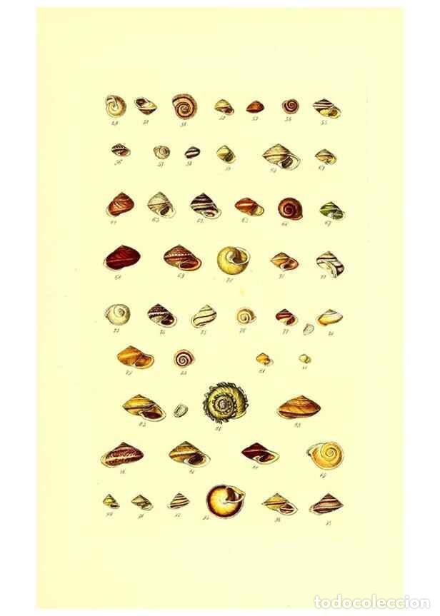 Colecionismo de Revistas e Jornais: Reproducci&oacute;n/Reproduction 49491328183: Thesaurus conchyliorum, or, Monographs of genera of shells. L
