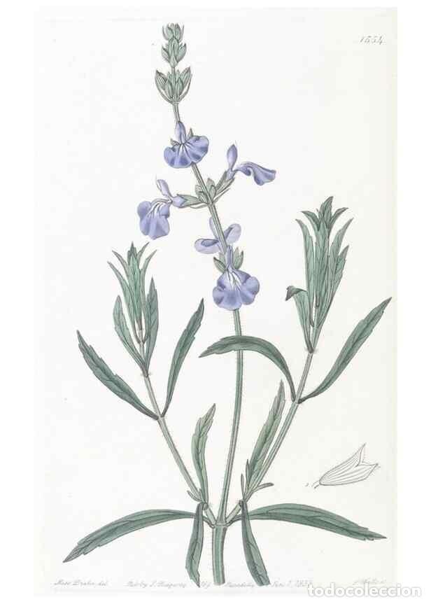 Collectionnisme de Revues et Journaux: Reproducci&oacute;n/Reproduction 49824688213: Edwards's botanical register.. London :James Ridgway,1829-184