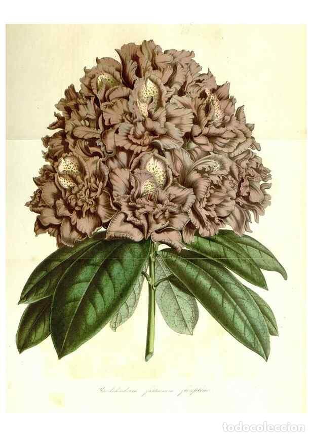 Collectionnisme de Revues et Journaux: Reproducci&oacute;n/Reproduction 49491756988: Flore des serres et des jardins de l'Europe. A Gand :chez Lou