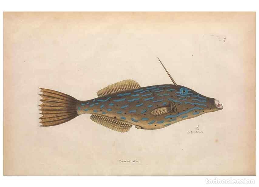 Collectionnisme de Revues et Journaux: Reproducci&oacute;n/Reproduction 49457411687: The natural history of Carolina, Florida, and the Bahama Isla