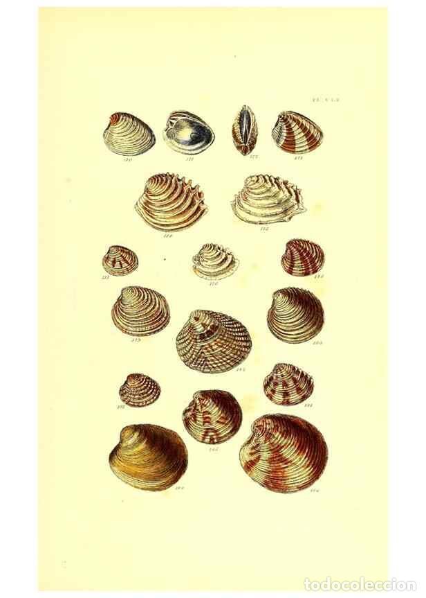 Collectionnisme de Revues et Journaux: Reproducci&oacute;n/Reproduction 49491929501: Thesaurus conchyliorum, or, Monographs of genera of shells. L