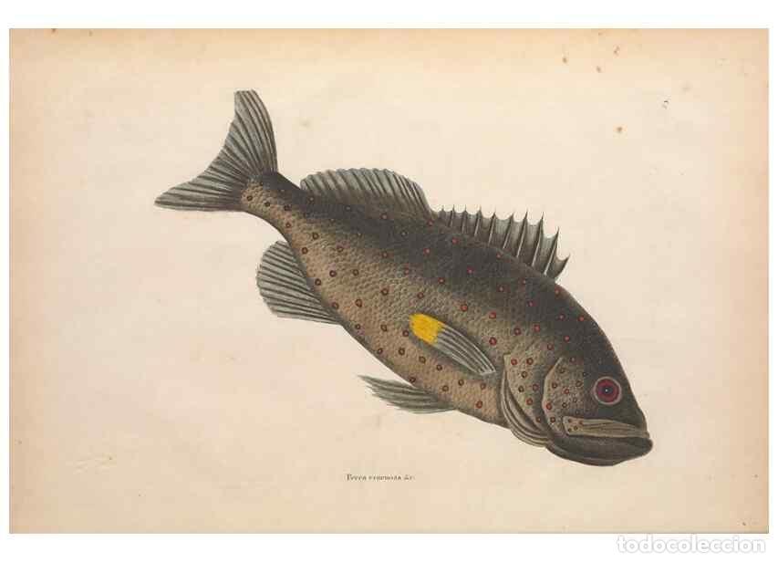 Collectionnisme de Revues et Journaux: Reproducci&oacute;n/Reproduction 49456702238: The natural history of Carolina, Florida, and the Bahama Isla