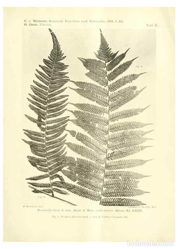 Collectionnisme de Revues et Journaux: Reproducci&oacute;n/Reproduction 49487139553: Pteridophyta und Anthophyta /. Wien :K.K. Hof- und Staatsdruc