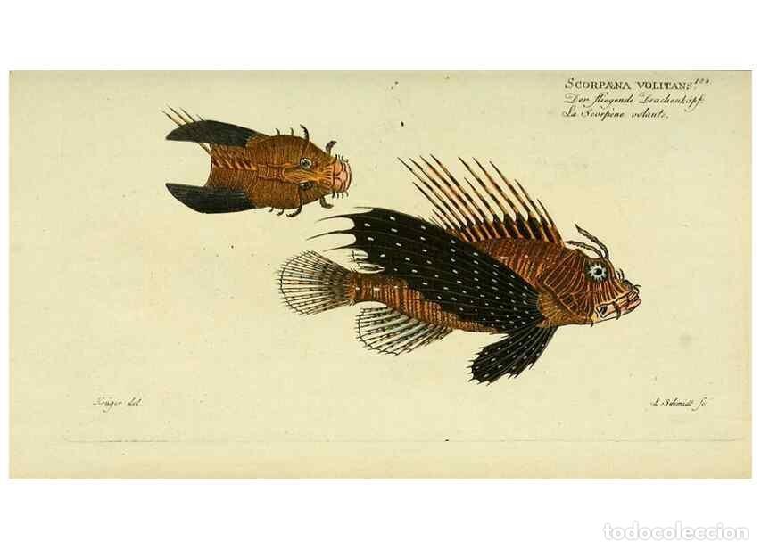 Collectionnisme de Revues et Journaux: Reproducci&oacute;n/Reproduction 49826309782: D. Marcus Elieser Bloch's, aus&uuml;benden Arztes zu Berlin ... Oe