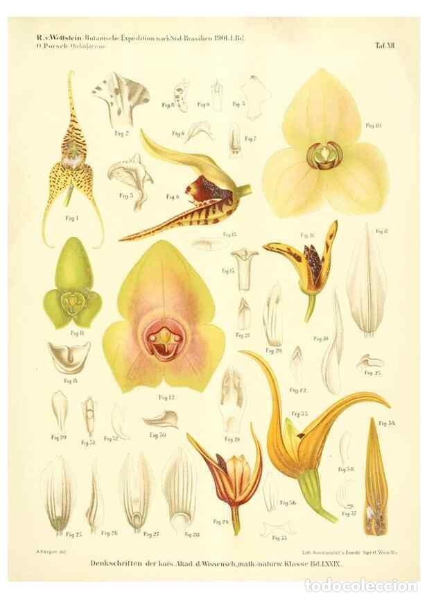 Collectionnisme de Revues et Journaux: Reproducci&oacute;n/Reproduction 49487638171: Pteridophyta und Anthophyta /. Wien :K.K. Hof- und Staatsdruc