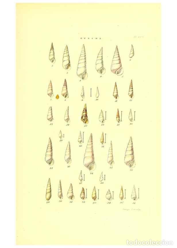 Collectionnisme de Revues et Journaux: Reproducci&oacute;n/Reproduction 49492141482: Thesaurus conchyliorum, or, Monographs of genera of shells. L