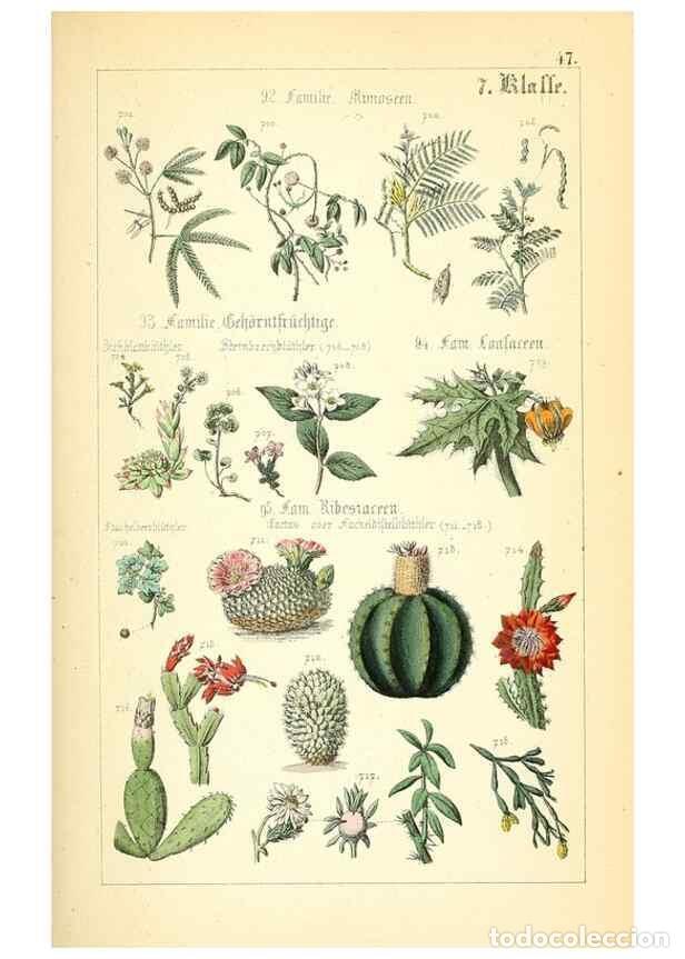 Collectionnisme de Revues et Journaux: Reproducci&oacute;n/Reproduction 49269708882: Popul&auml;re Botanik. Stuttgart,Krais & Hoffmann,1857.. - Schmidl