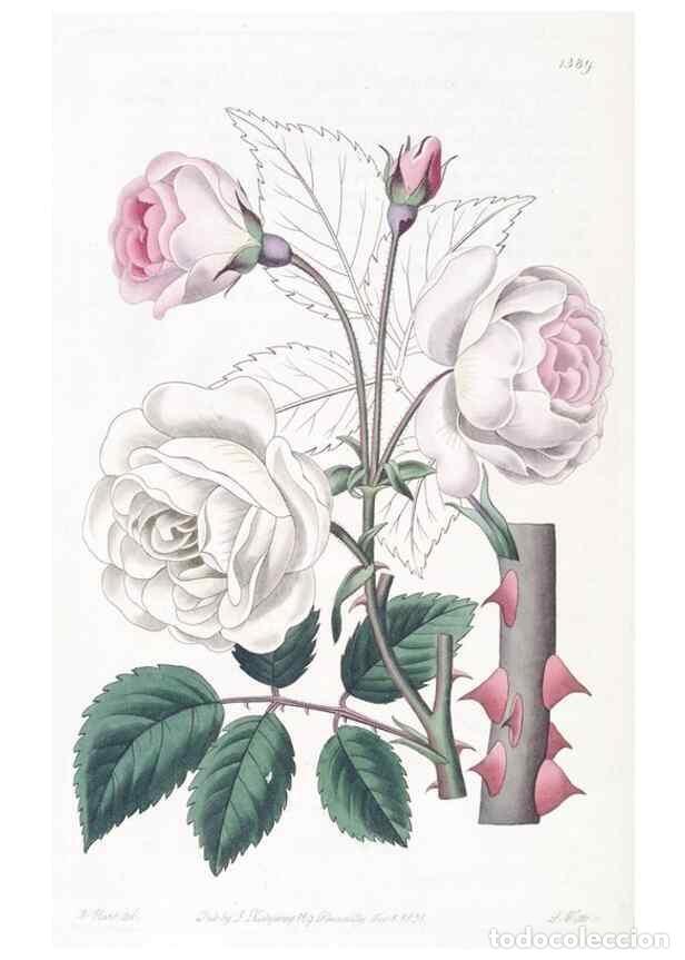 Collectionnisme de Revues et Journaux: Reproducci&oacute;n/Reproduction 49824815013: Edwards's botanical register.. London :James Ridgway,1829-184