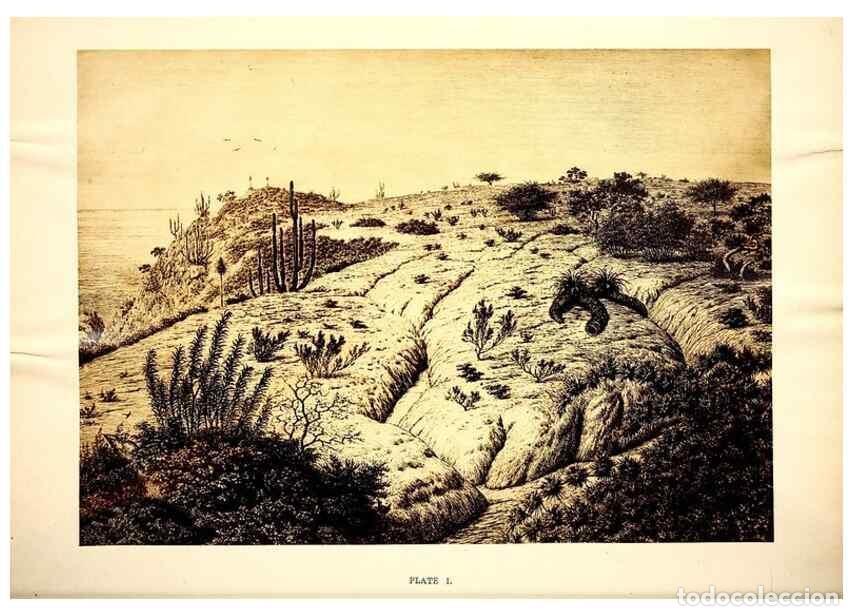 Collectionnisme de Revues et Journaux: Reproducci&oacute;n/Reproduction 49468551501: Twenty-four views of the vegetation of the coasts and islands