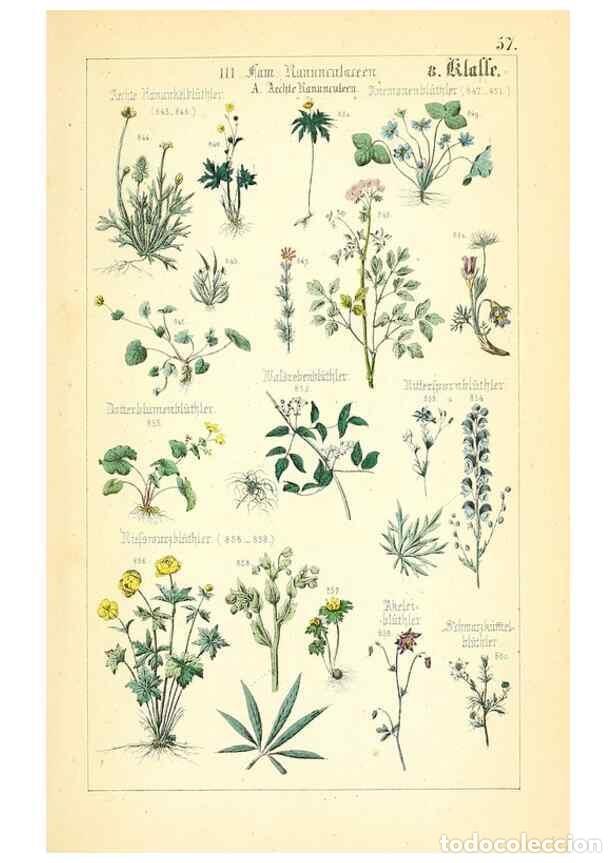 Collectionnisme de Revues et Journaux: Reproducci&oacute;n/Reproduction 49269051503: Popul&auml;re Botanik. Stuttgart,Krais & Hoffmann,1857.. - Schmidl