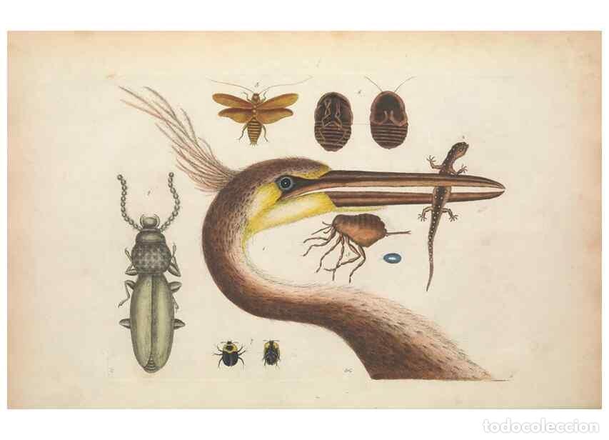 Collectionnisme de Revues et Journaux: Reproducci&oacute;n/Reproduction 49456732453: The natural history of Carolina, Florida, and the Bahama Isla