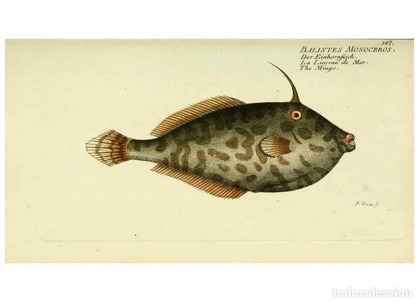 Collectionnisme de Revues et Journaux: Reproducci&oacute;n/Reproduction 49826293472: D. Marcus Elieser Bloch's, aus&uuml;benden Arztes zu Berlin ... Oe