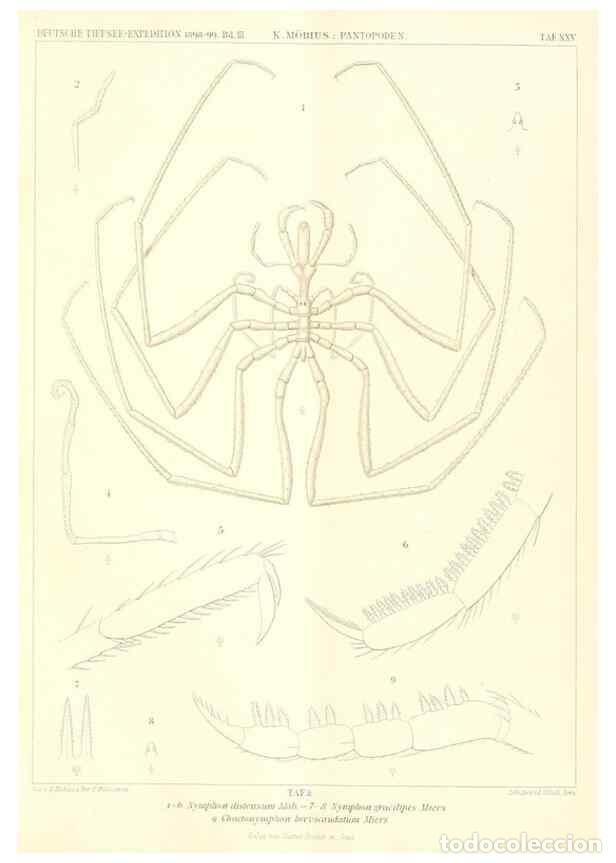 Collectionnisme de Revues et Journaux: Reproducci&oacute;n/Reproduction 49484142283: Wissenschaftliche Ergebnisse der Deutschen Tiefsee-Expedition