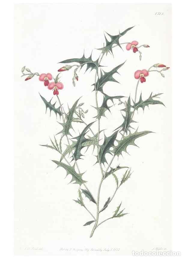 Collectionnisme de Revues et Journaux: Reproducci&oacute;n/Reproduction 49824678148: Edwards's botanical register.. London :James Ridgway,1829-184