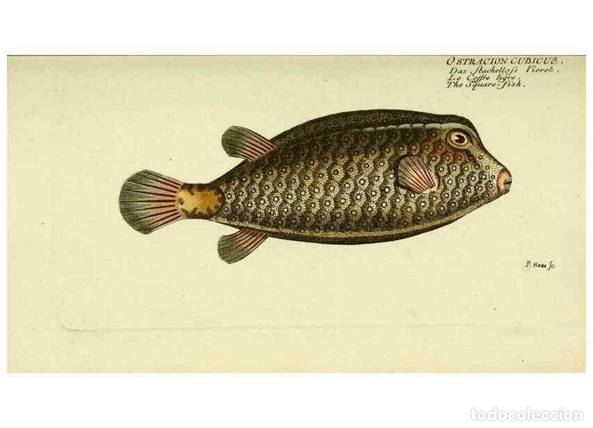 Collectionnisme de Revues et Journaux: Reproducci&oacute;n/Reproduction 49825972321: D. Marcus Elieser Bloch's, aus&uuml;benden Arztes zu Berlin ... Oe