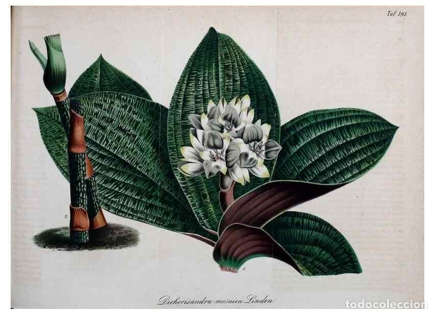 Collection Magazines and Newspapers: Reproducci&oacute;n/Reproduction 49698505216: Gartenflora.. Erlangen :F. Enke,1852-1940.. - Deutsche Garten