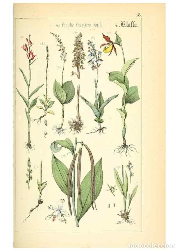 Collection Magazines and Newspapers: Reproducci&oacute;n/Reproduction 49269497926: Popul&auml;re Botanik. Stuttgart,Krais & Hoffmann,1857.. - Schmidl