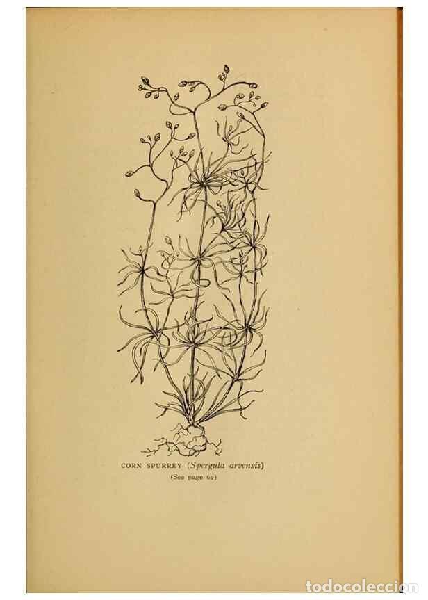 Collection Magazines and Newspapers: Reproducci&oacute;n/Reproduction 49304184676: Harper's guide to wild flowers,. New York,Harper,1912.. - Cre