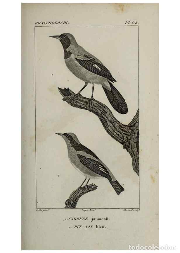 Collection Magazines and Newspapers: Reproducci&oacute;n/Reproduction 49826380386: Trait&eacute; d'ornithologie, ou, Tableau m&eacute;thodique des ordres, sou