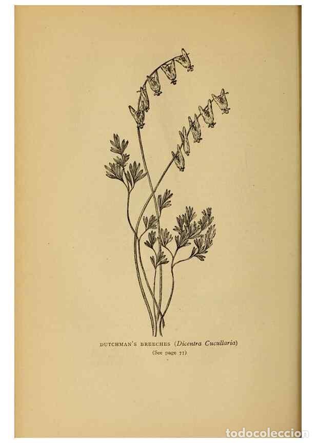 Collection Magazines and Newspapers: Reproducci&oacute;n/Reproduction 49304185901: Harper's guide to wild flowers,. New York,Harper,1912.. - Cre