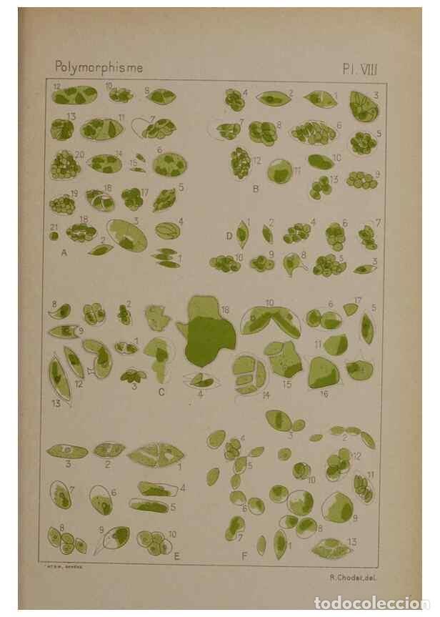 Collection Magazines and Newspapers: Reproducci&oacute;n/Reproduction 49298420548: &Eacute;tude critique et exp&eacute;rimentale sur le polymorphisme des algu