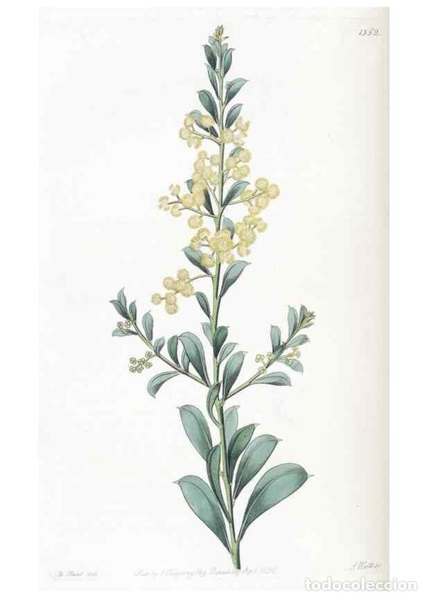 Collection Magazines and Newspapers: Reproducci&oacute;n/Reproduction 49824805583: Edwards's botanical register.. London :James Ridgway,1829-184