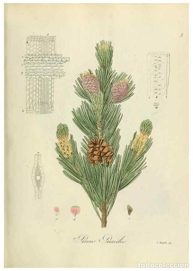 Collection Magazines and Newspapers: Reproducci&oacute;n/Reproduction 49298678781: Vollst&auml;ndige Naturgeschichte der forstlichen Culturpflanzen D