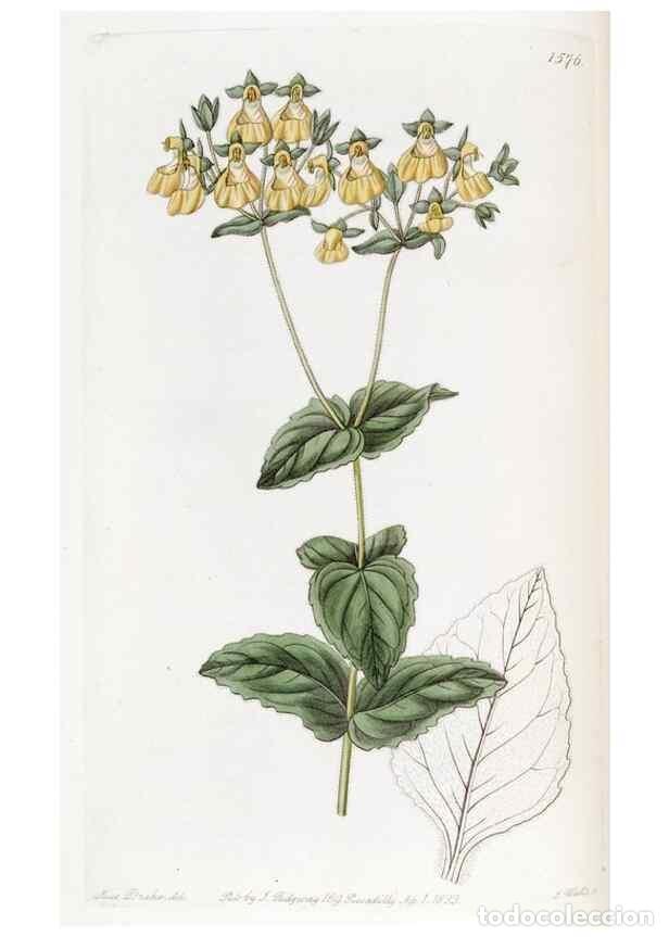 Collection Magazines and Newspapers: Reproducci&oacute;n/Reproduction 49823244297: Edwards's botanical register.. London :James Ridgway,1829-184