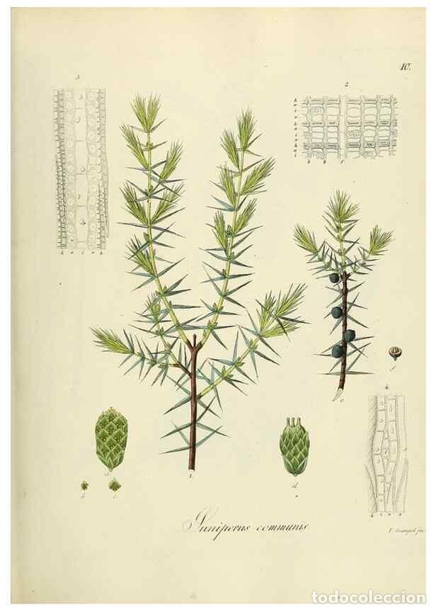 Collection Magazines and Newspapers: Reproducci&oacute;n/Reproduction 49298195308: Vollst&auml;ndige Naturgeschichte der forstlichen Culturpflanzen D