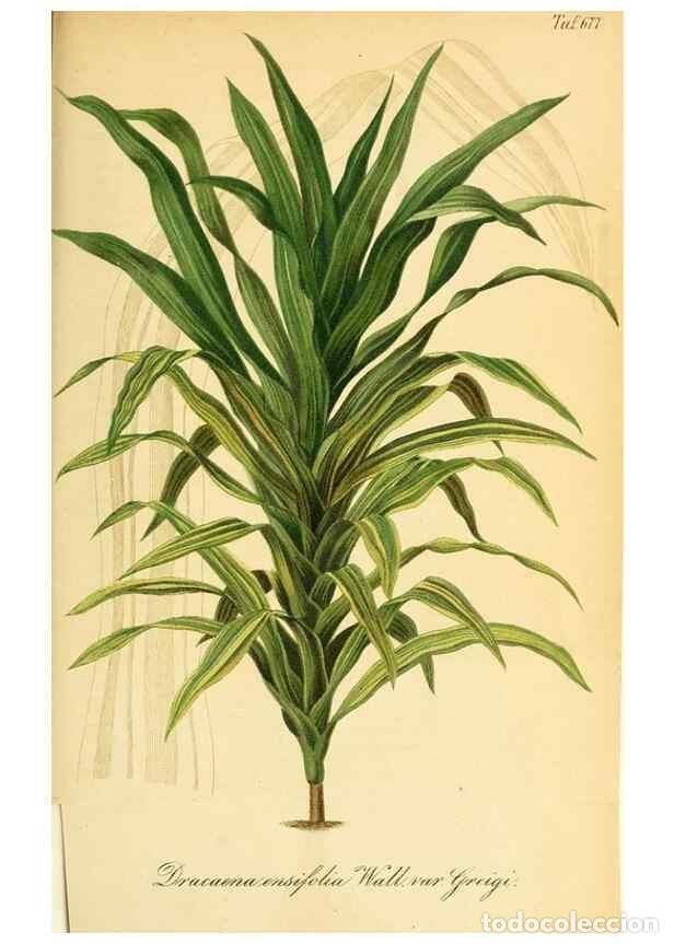 Collectionnisme de Revues et Journaux: Reproducci&oacute;n/Reproduction 49702144306: Gartenflora.. Erlangen :F. Enke,1852-1940.. - Deutsche Garten