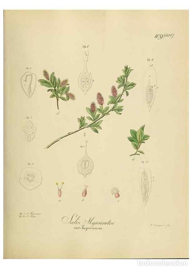 Collectionnisme de Revues et Journaux: Reproducci&oacute;n/Reproduction 49298905967: Vollst&auml;ndige Naturgeschichte der forstlichen Culturpflanzen D