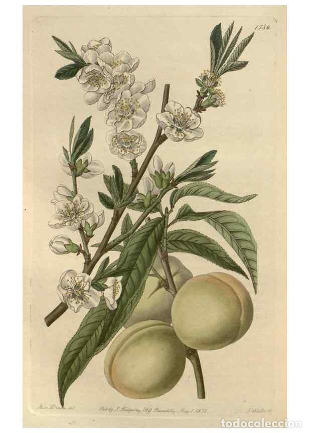 Collectionnisme de Revues et Journaux: Reproducci&oacute;n/Reproduction 49823249072: Edwards's botanical register.. London :James Ridgway,1829-184