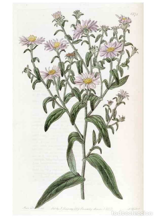 Collectionnisme de Revues et Journaux: Reproducci&oacute;n/Reproduction 49822924861: Edwards's botanical register.. London :James Ridgway,1829-184