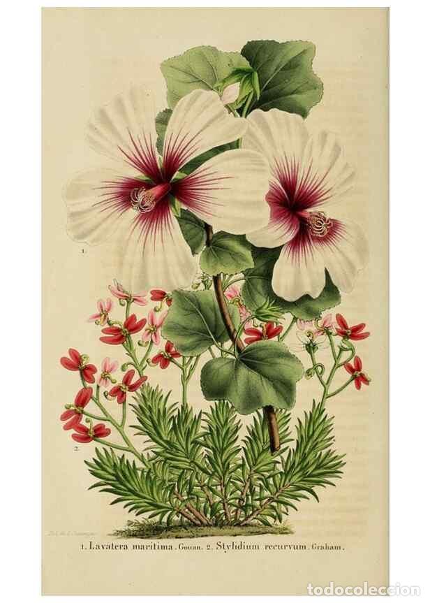 Collectionnisme de Revues et Journaux: Reproducci&oacute;n/Reproduction 49264614143: Belgique horticole.. Li&eacute;ge.. - Morren, Charles,