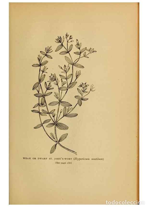 Collectionnisme de Revues et Journaux: Reproducci&oacute;n/Reproduction 49303706598: Harper's guide to wild flowers,. New York,Harper,1912.. - Cre