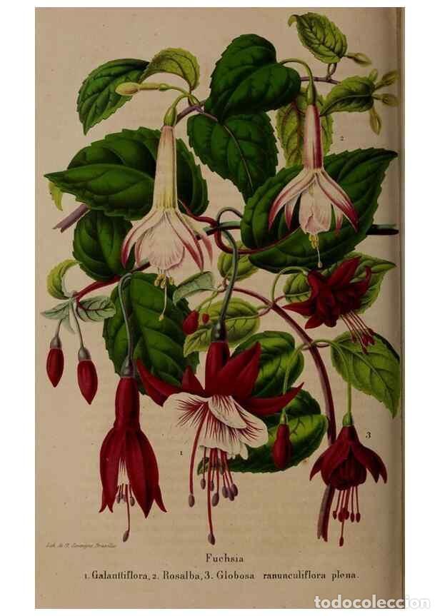 Collectionnisme de Revues et Journaux: Reproducci&oacute;n/Reproduction 49264951297: Belgique horticole.. Li&eacute;ge.. - Morren, Charles,