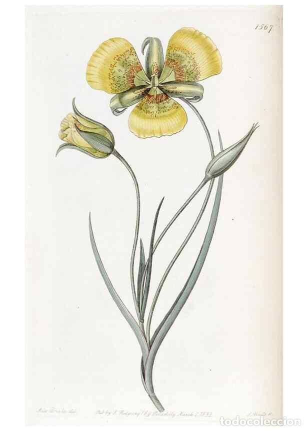 Coleccionismo de Revistas y Peri&oacute;dicos: Reproducci&oacute;n/Reproduction 49822923156: Edwards's botanical register.. London :James Ridgway,1829-184