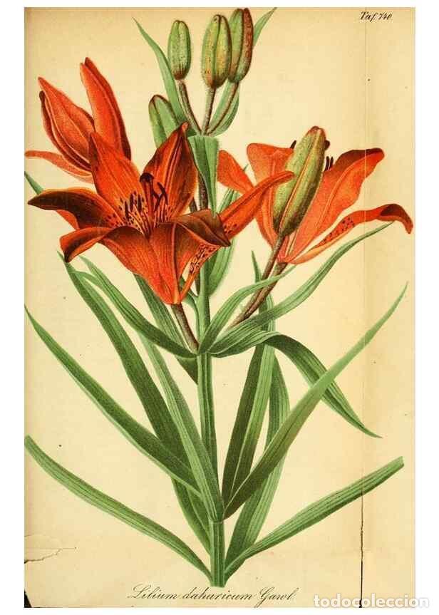 Coleccionismo de Revistas y Peri&oacute;dicos: Reproducci&oacute;n/Reproduction 49704989627: Gartenflora.. Erlangen :F. Enke,1852-1940.. - Deutsche Garten