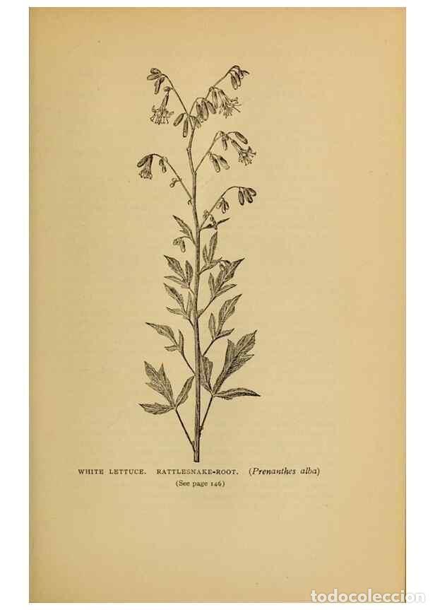Coleccionismo de Revistas y Peri&oacute;dicos: Reproducci&oacute;n/Reproduction 49304402342: Harper's guide to wild flowers,. New York,Harper,1912.. - Cre