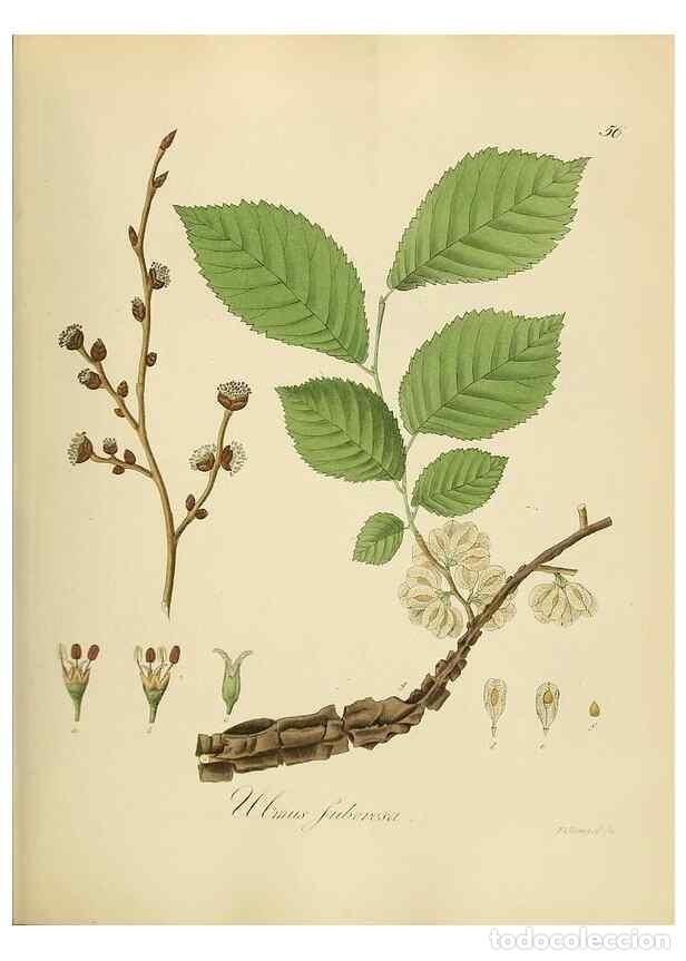 Coleccionismo de Revistas y Peri&oacute;dicos: Reproducci&oacute;n/Reproduction 49298690751: Vollst&auml;ndige Naturgeschichte der forstlichen Culturpflanzen D