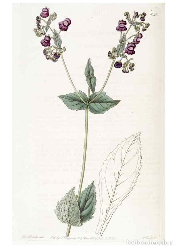 Coleccionismo de Revistas y Peri&oacute;dicos: Reproducci&oacute;n/Reproduction 49823263437: Edwards's botanical register.. London :James Ridgway,1829-184